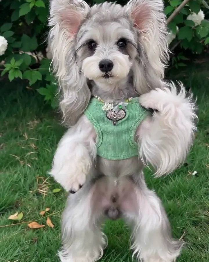 The dog who talks back