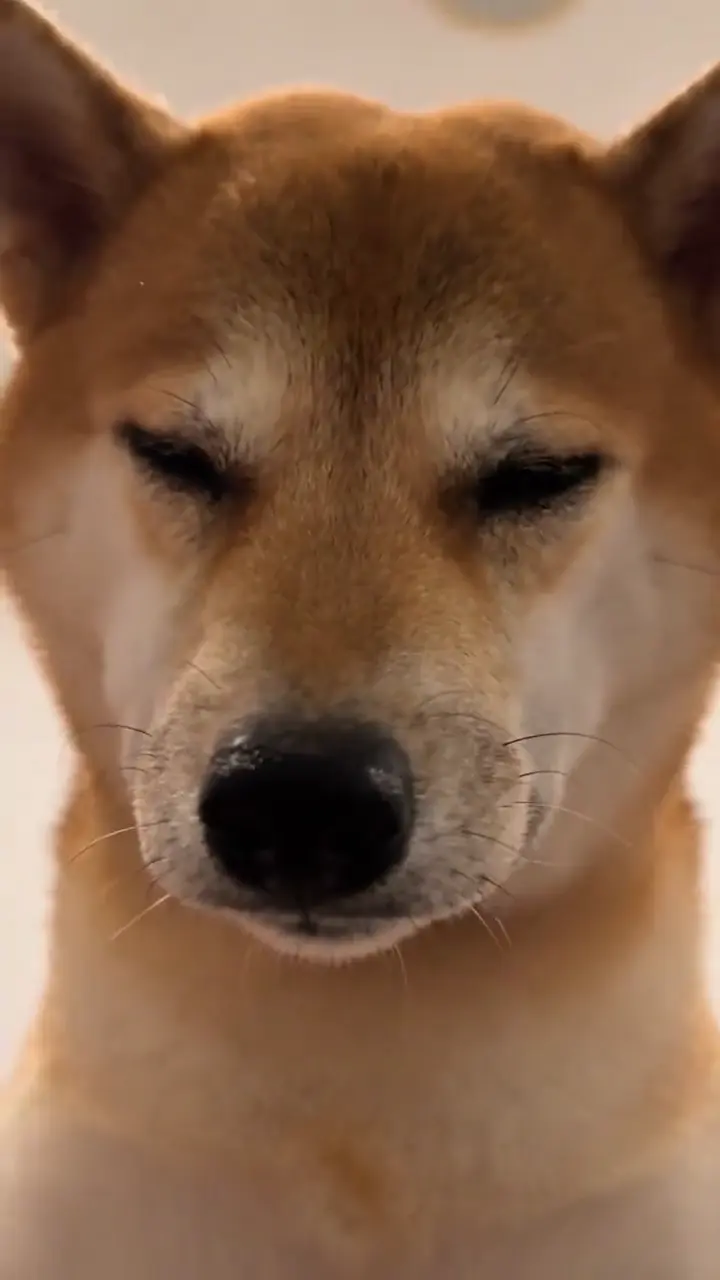 Bad Times AI video trend: a shiba inu with its eyes closed, right up against the lens