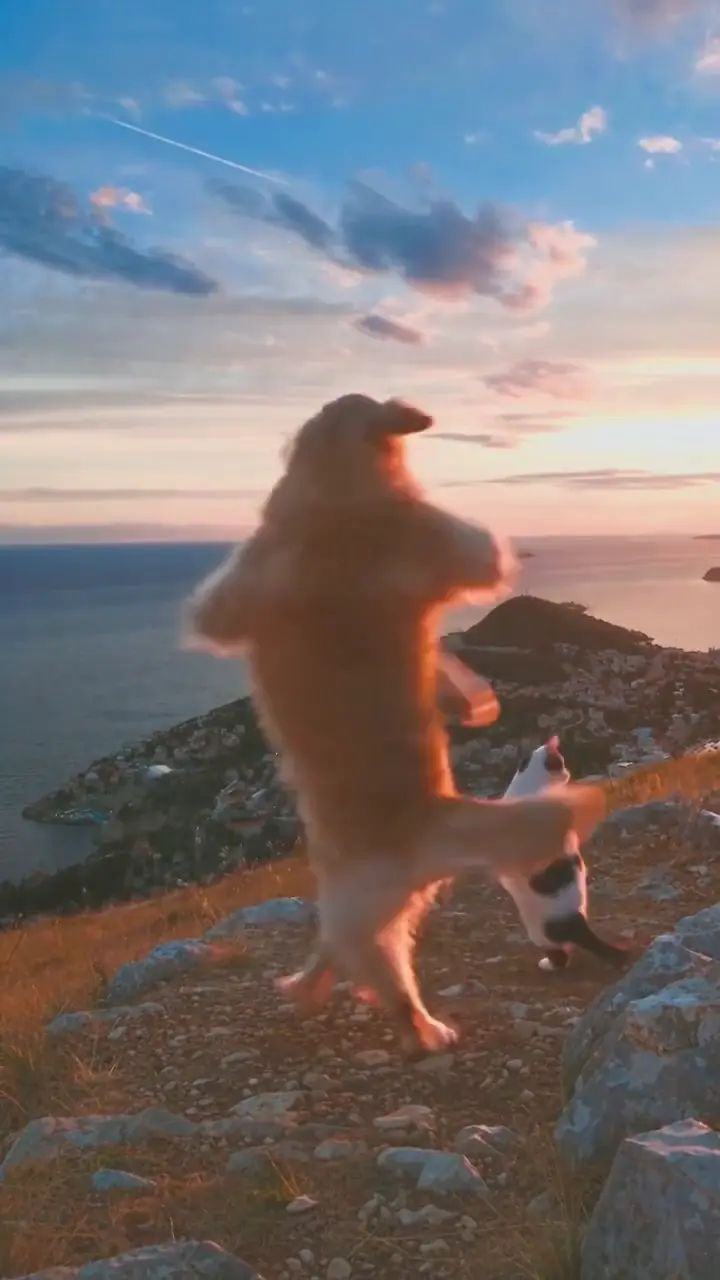 The Billie Jean dance AI template with a dog and a cat dancing at sunset, vertical clip